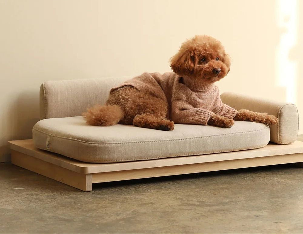 Dog sitting on a modern pet sofa with a neutral background